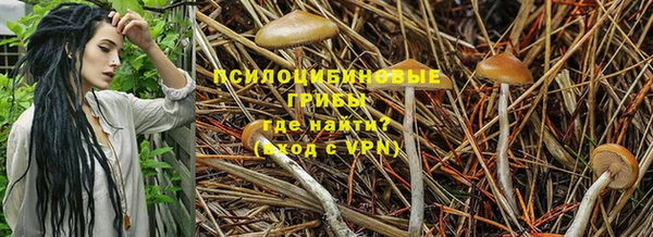 хмурый Чита